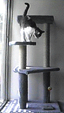 Cat Tree Plans